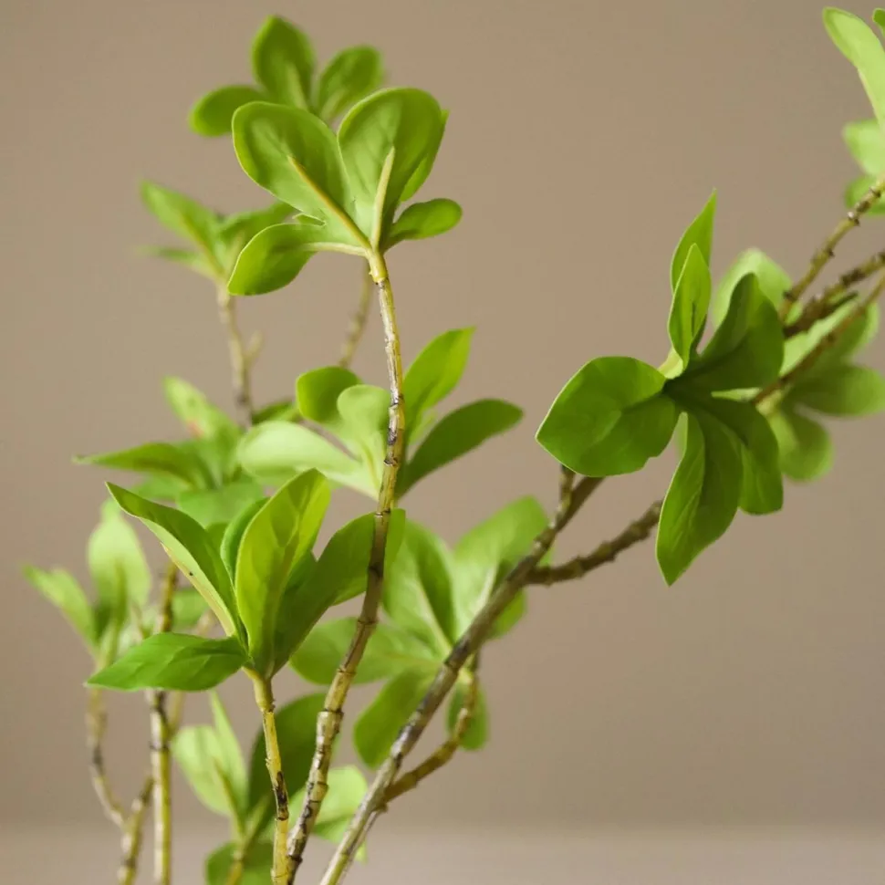 Botané Studios Enkianthus Perulatus Leave Green