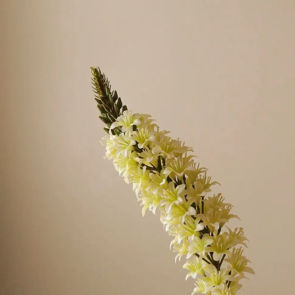 Botané Studios Eremurus Large Foxtail Lily Flower White
