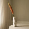 Botané Studios Eremurus Large Foxtail Lily Orange