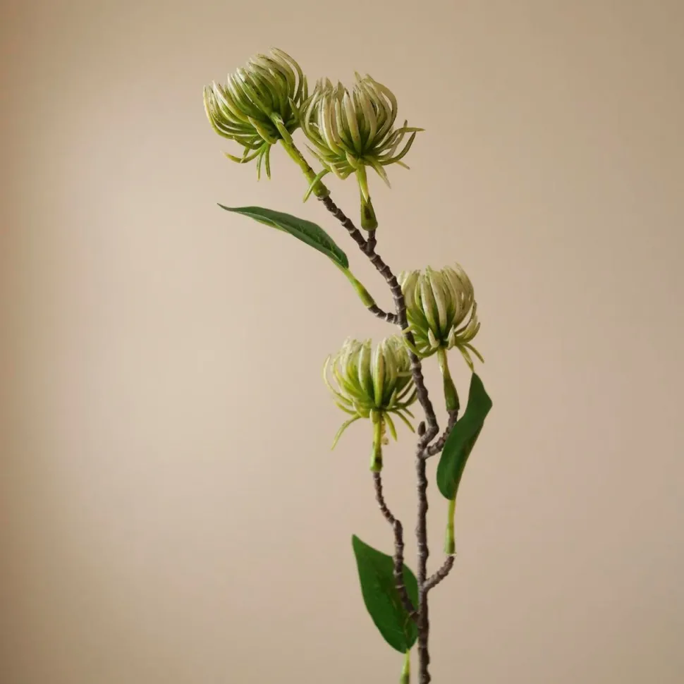 Botané Studios Hamamelis Branch Green