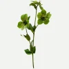 Botané Studios Hellebores Flower Green