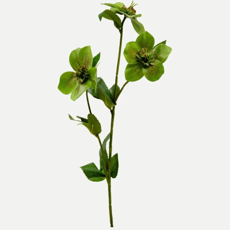 Botané Studios Hellebores Flower Green