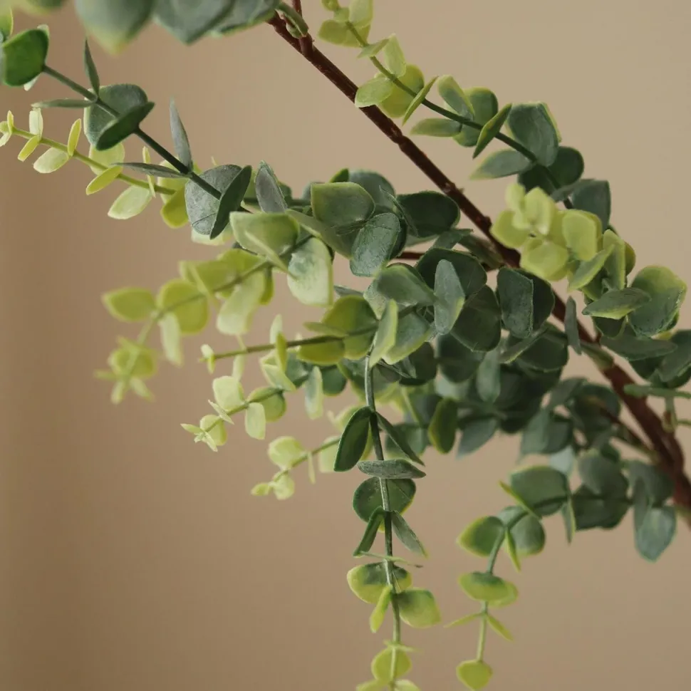 Botané Studios Parvifolia 'Gunni' Eucalyptus Leave Green